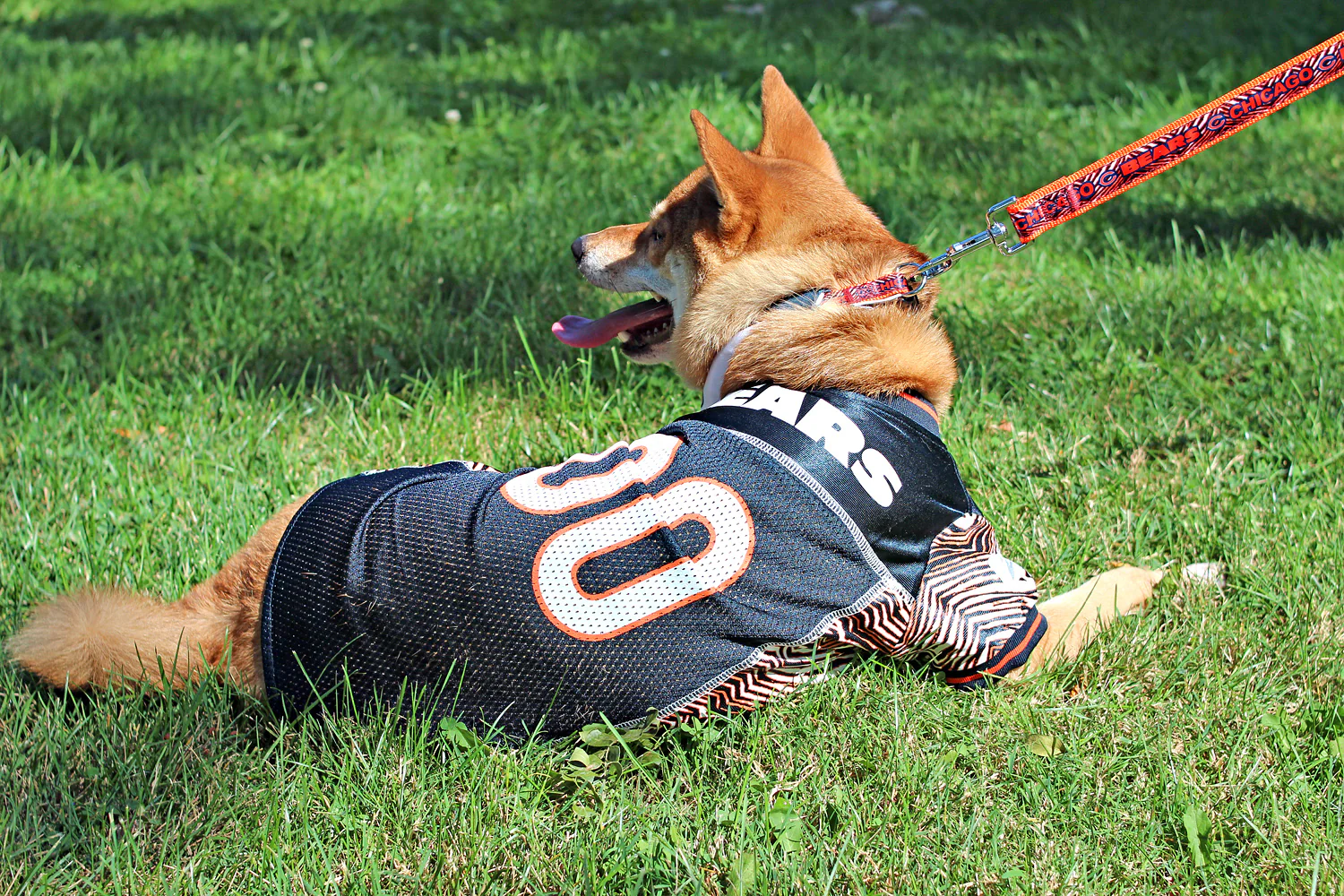 Zubaz X Pets First NFL Chicago Bears Team Pet Jersey For Dogs - Image 6